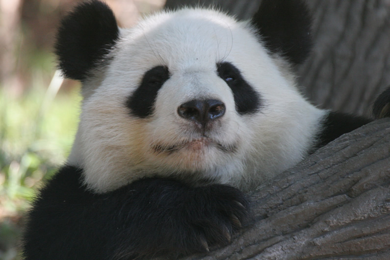 Google Panda Update Coming Very Soon